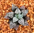 Haworthia