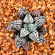 Haworthia