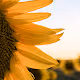 Sunflowers for Peace