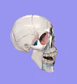 WOKE SKULLS