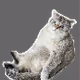 CatFred Collection #1