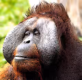 My Sweet Orangutan