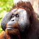 My Sweet Orangutan