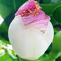 Lotus-L