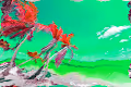 Anguilla - Leeward Islands (Lesser Antilles)