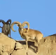 Wild ram