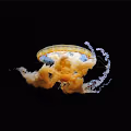 Chrysaora Fuscescens
