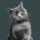 Benji Cat Self-Portraits