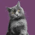 Benji Cat Self-Portraits