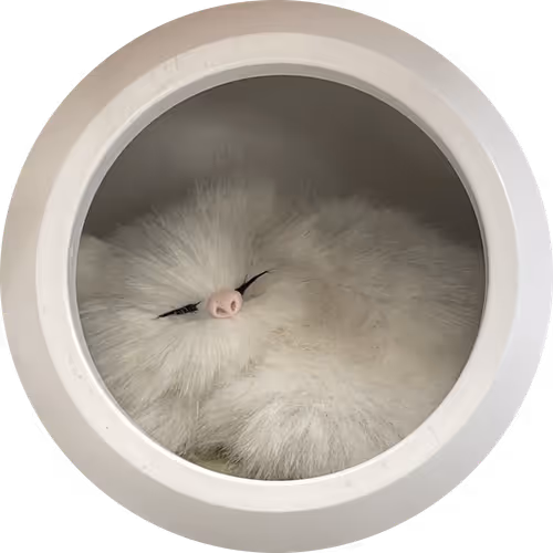 Cave Cat