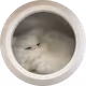 Cave Cat