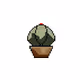 Pixel Cactus HM