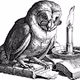 Wise Owl's Wisdom