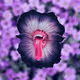 Predatory flowerS
