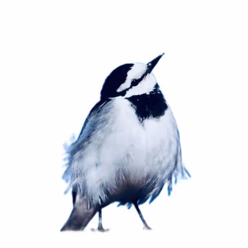 NFS's Graduation NFT