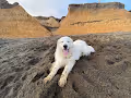 Mr. Mowgli Bay King of the North