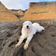 Mr. Mowgli Bay King of the North