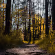 landscape2222
