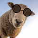 Sheep boss