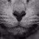 Cat Taras