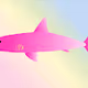 The rise of sharks