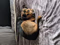 My Funny Dogs