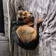 My Funny Dogs