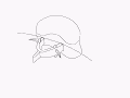 Axial anatomy