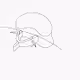 Axial anatomy