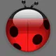 The Ladybug