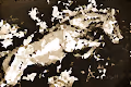 Artistic Polygon Horse Collection