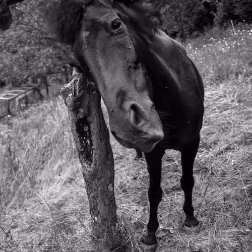 Haya + Zigo: earthlings