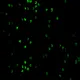 The Matrix Code