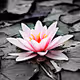 Lotus Flower Digital Art Paint