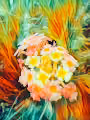Fiery Flower
