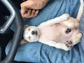 Pamesian Cross Breed Dog - Youtube Channel NFT