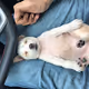 Pamesian Cross Breed Dog - Youtube Channel NFT