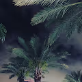 Wherever I may roam