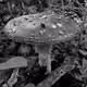 GreenKey's Guide to Fungi