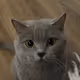 Cat Bruce