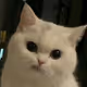 Ex Cat