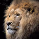 Amazing Beasts