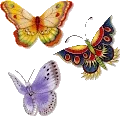 Colorful Butterflies Clup