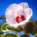 Flora NT