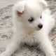 cute_dogs2416