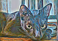 BLACK LUCKY CAT V2
