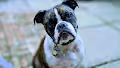 HARV the Bulldog Collection