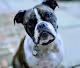 HARV the Bulldog Collection