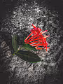 RYB Flowers