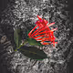 RYB Flowers